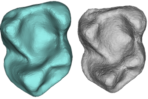 Two scans Microcebus mandibular molars, one real (blue) and one generated (gray).